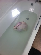 SHIT!! The turkeys still frozen... Get it in the bath